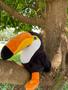 Imagem de Tucano de Pelúcia Mini Safari Presentes Fofinhos Antialérgico Nichos