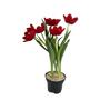 Imagem de Tulipa Vermelha Pistacia Lentiscus Pote 15 Presente Para Mae