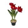 Imagem de Tulipa Vermelha Pistacia Lentiscus Pote 15 Presente Para Mae