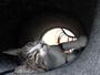 Imagem de Tunel para gato 50 cm - Túnel em carpete