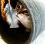 Imagem de Tunel para gato 50 cm - Túnel em carpete