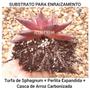 Imagem de Turfa Perlita e Casca de Arroz Carbonizada Substrato Misto plantar Suculentas plantas geral enraizar semear - 50 Litros