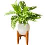 Imagem de Vaso Cachepot de Mesa 15cm Porcelana com Tripé de Madeira