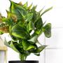Imagem de Vaso com Planta Artificial Verde 22 cm - D'Rossi