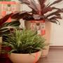 Imagem de Vaso cone para plantas de polietileno com furo e prato 29x44