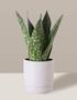 Imagem de Vaso de Cerâmica com Prato para Plantas Branco Pequeno