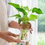 Imagem de Vaso De Flores De Vidro Hidropônico Transparente, Plantio Sem Solo, Vaso De Decoração Para Casa,