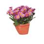 Imagem de Vaso De Parede G Kit Com 10 - Jardim Vertical Orquidea Vaso Meia Lua Horta Suculenta