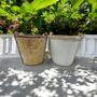 Imagem de Vaso de Planta Cachepot Decoração Jardim Decorativo Pequeno