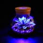 Imagem de Vaso iluminado suculentas led aquario luz noturna rolha decoracao quarto sala colorido terrario