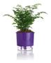 Imagem de Vaso para plantas, hortaliças - Auto Irrigável - Escolha A Cor - N.03