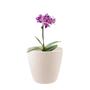 Imagem de Vaso plantas colmeia decorativo flores G BEGE