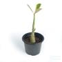 Imagem de Vaso Pote 13 Plastico Plantar Flores Cacto Suculenta 500 Und