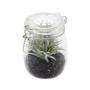 Imagem de Vaso vidro/plastico aloe cactus verde 13.08x10.16x13.97cm - Urban