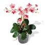 Imagem de Vasos Para Orquídeas Cone Pote 15 Plástico Transparente 10 Und