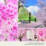 Imagem de Vela Yankee Candle Sakura Blossom Festival 125 ml Signature