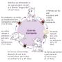 Imagem de Vermitril Plus Anti Vermes, sarna, Carrapatos e Pulgas - 12 Comp Para Cães de 16 a 30kg