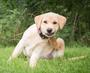 Imagem de Vermitril  Solução Completa com 8 Comprimidos para Cães de Porte Médio