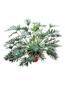 Imagem de Xanadu Philodendron GRANDE adulta com vaso ornamental paisagismo natural