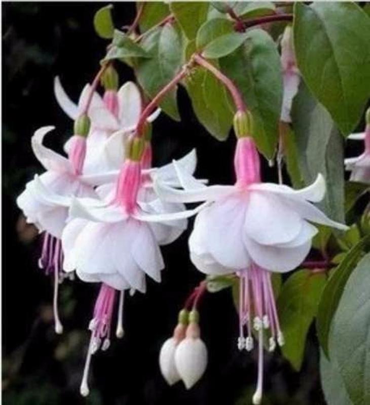 100 Sementes De Brinco De Princesa Branco - AGROTECWB - Sementes ...