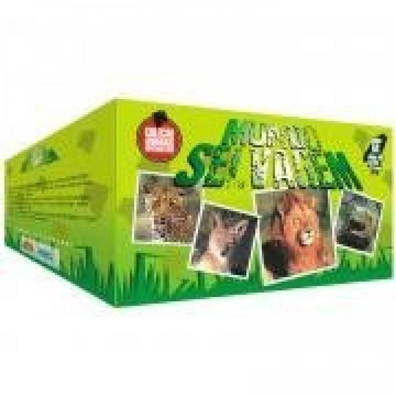 DVD - Coleção Animais Espetaculares: Mundo Selvagem - Rexmore - Livros ...