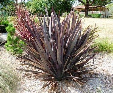 Formio Roxo (Phormium tenax rubrum) - Dancruz - Impermeabilizante ...