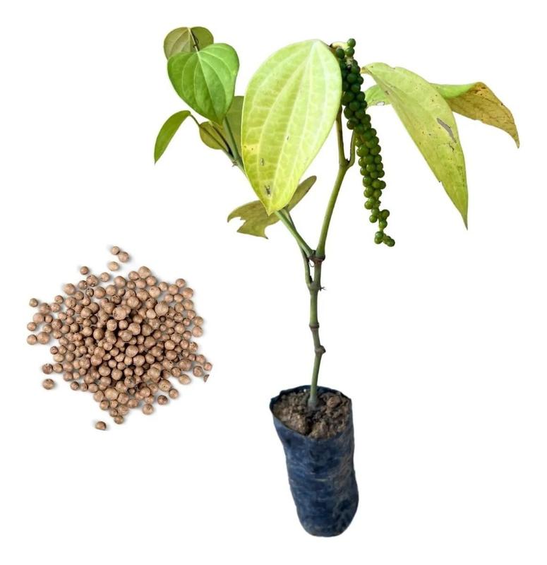 Muda De Pimenta Do Reino - Exótica - AMK - Jardinagem e Paisagismo ...